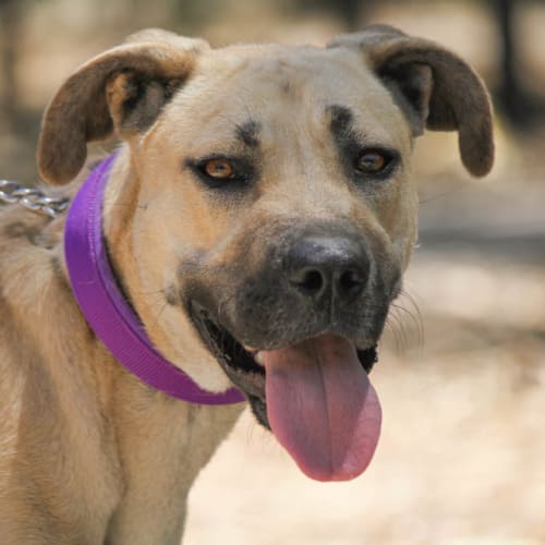 Bullet (Desexed & Ready)