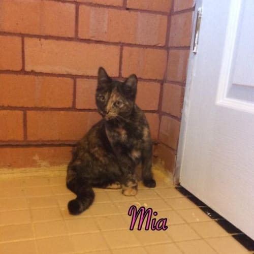 Mia (Squawks Pet Store)