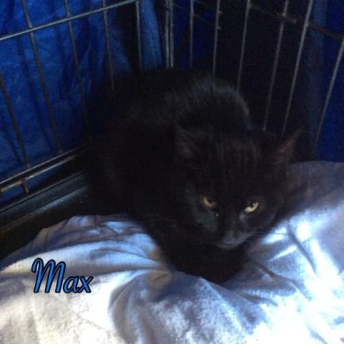 Max (Squawks Pet Store)