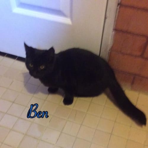 Ben (Squawks Pet Store)