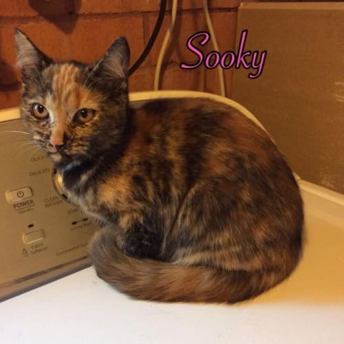 Sooky (Squawks Pet Store)