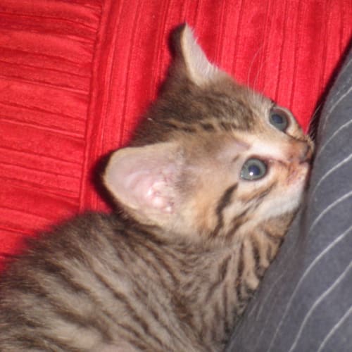 Rigby