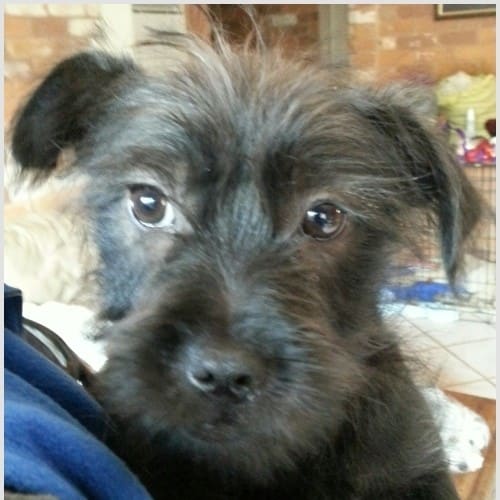 No photo for Four  Maltese X Puppies