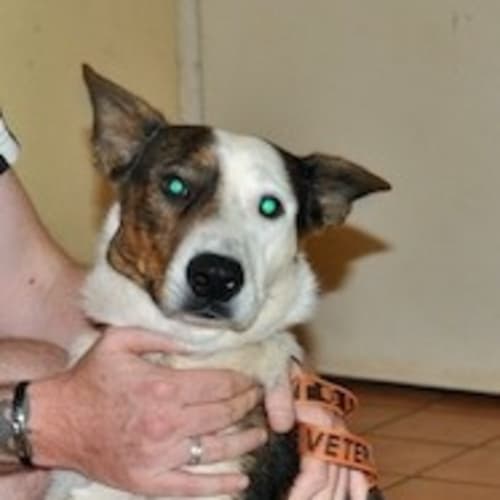 Lucky (Be D17314)
