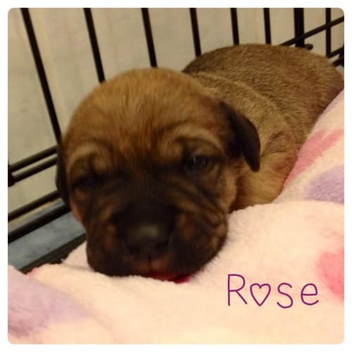 Rose DL615