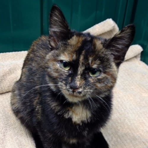 Jemima (Squawks Pet Store)