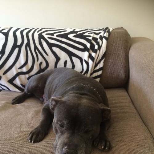 Diesel