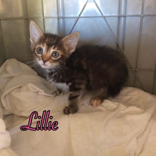 Lillie