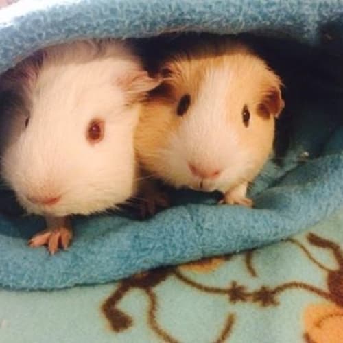 Jasper and Jackson