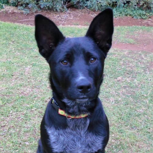 Gypsy *On Trial in Her New Home*