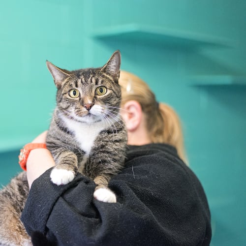 No photo for Tabby