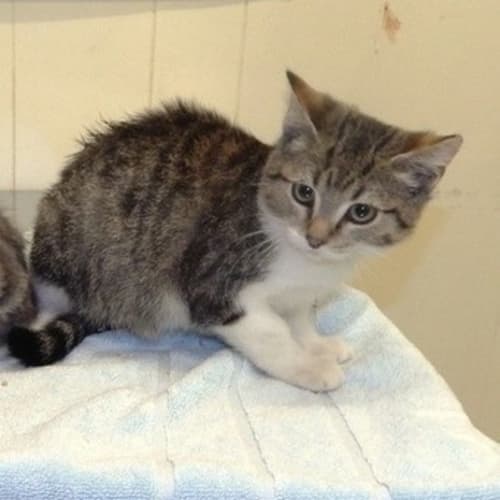 No photo for Little Fred (In Pound Needs To Be Saved)