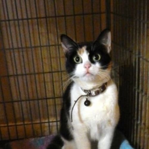 No photo for Jenny (In Pound Needs A Save)