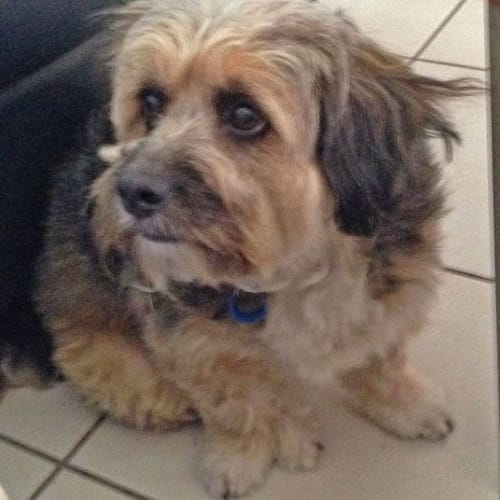 Toby
