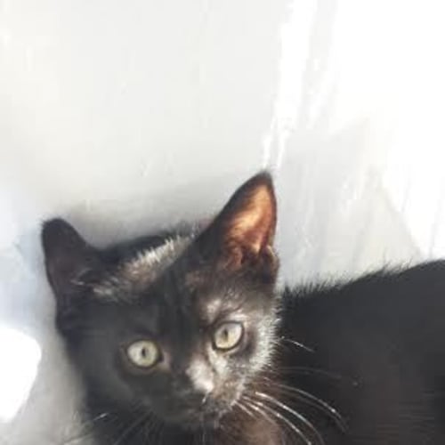 Endora