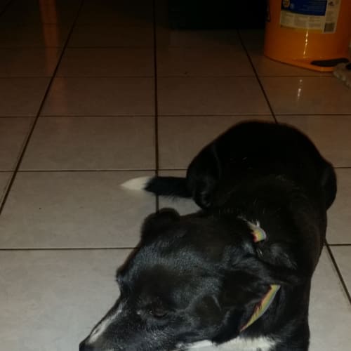 Bella
