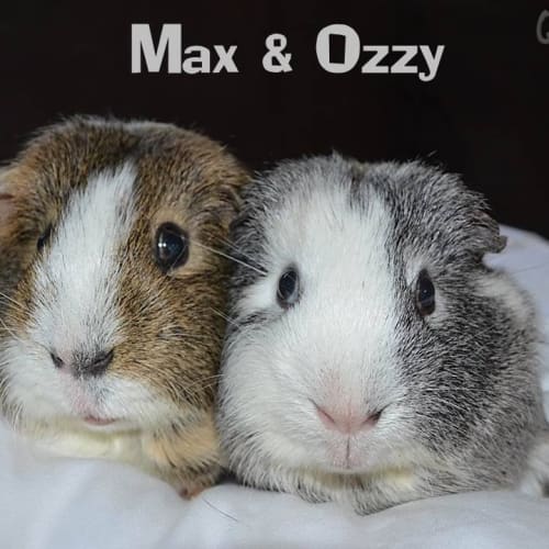 Max and Ozzie