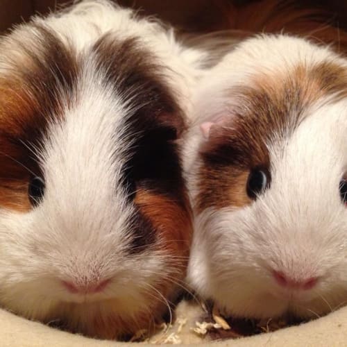 Gussy and Daisy