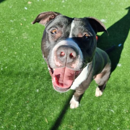 Ghost (IMP No. 2153)