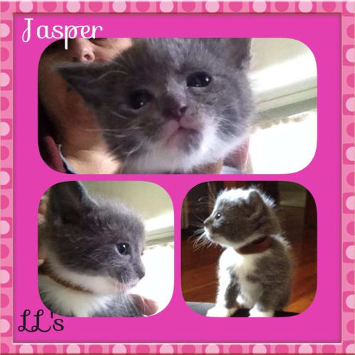Jasper 