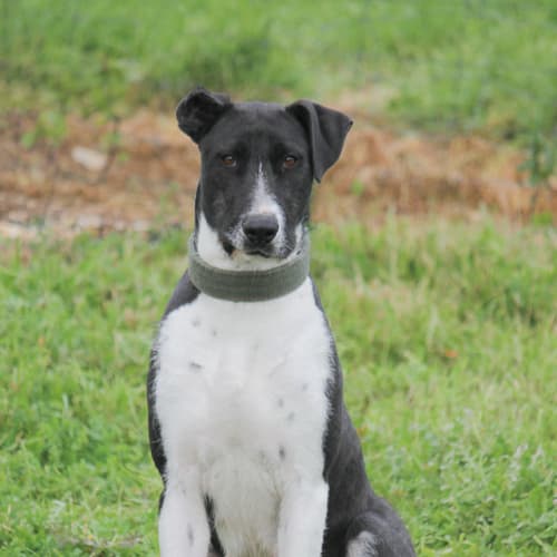 Marley (D721) Cat Friendly