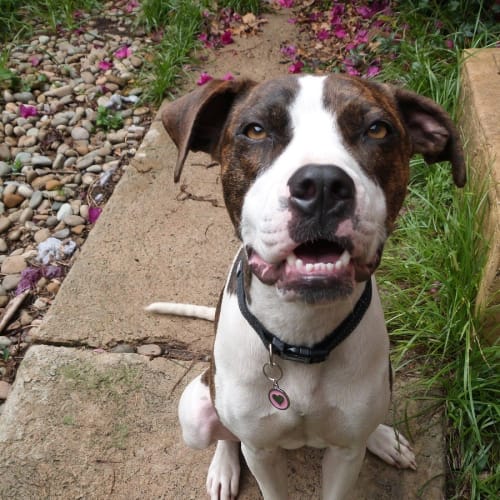 Maisy (on trial)