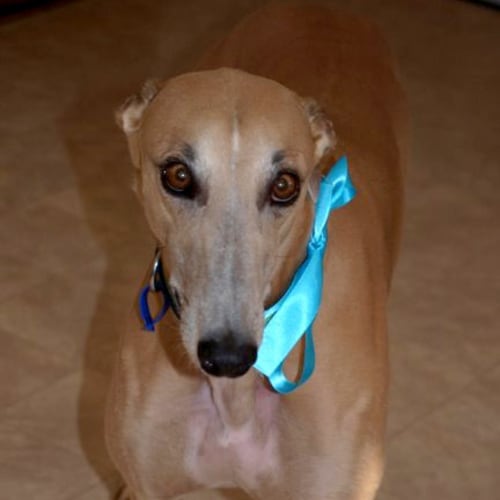 Goldie the greyhound (On hold 20/8/14 pending ado)