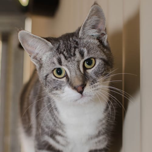 Benji