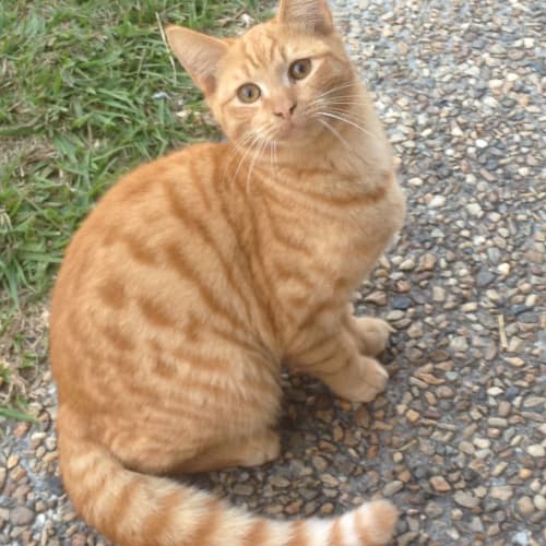 Simba