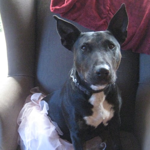 Roxie