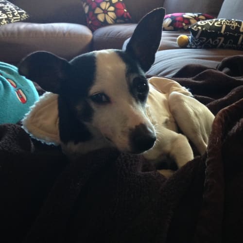 Jack