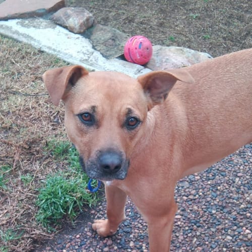 Chester (On hold pending adoption 8/8/14)