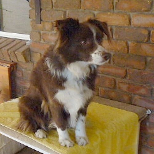 Brandy