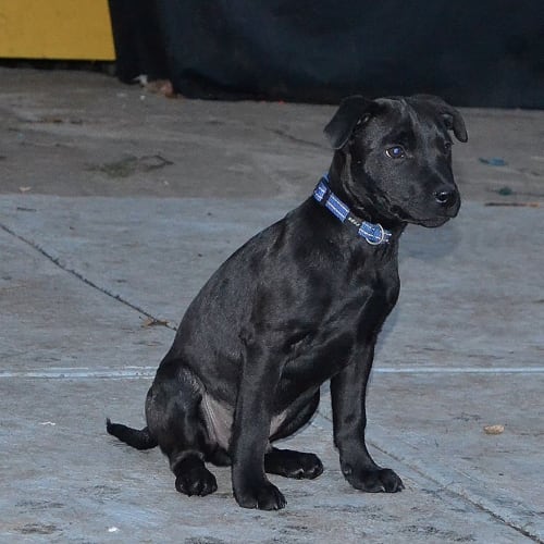 Lloyd chilled puppy dude