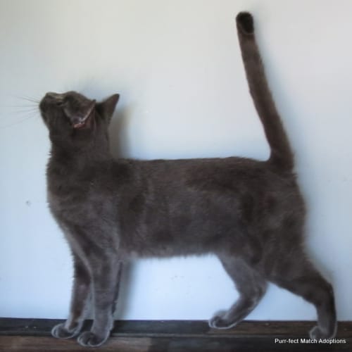 "Natalia" Purrfect Match