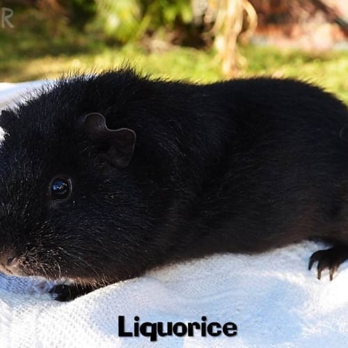 Liquorice
