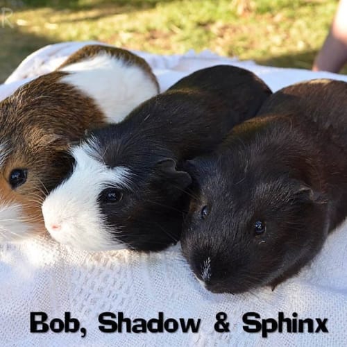 Bob, Shadow and Sphinx