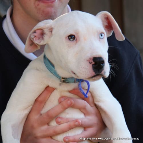 Blue eyed Puppy Bernie (On Trial 24/8/14)