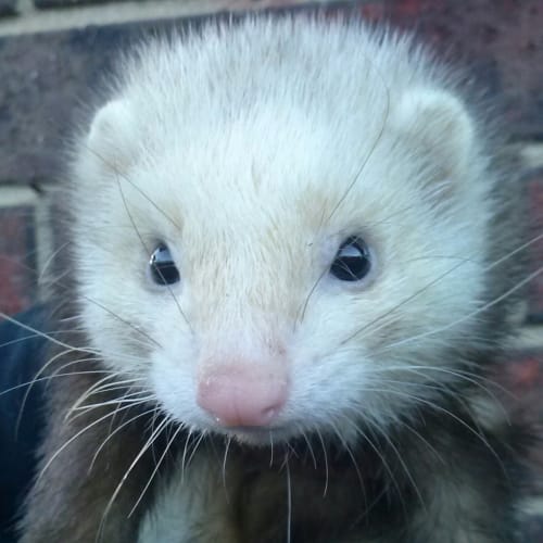 Ginger