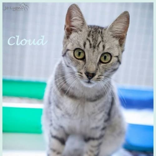 "Cloud (Yuki)" - Purrfect Match