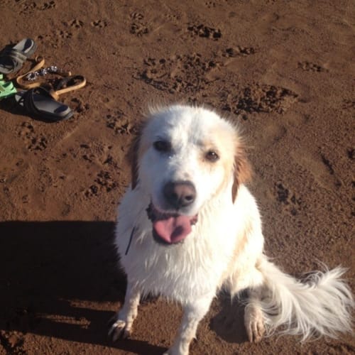 Bailey