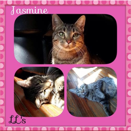 Jasmine