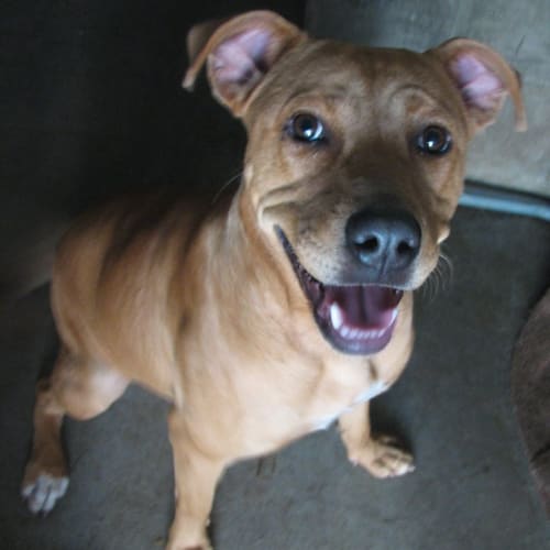 Amber (adoption pending)