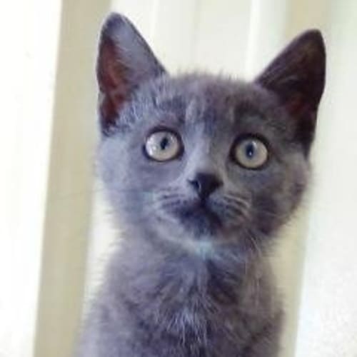 Bluebell