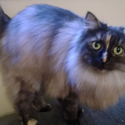 Pearl (SuperPetz Tuggerah)