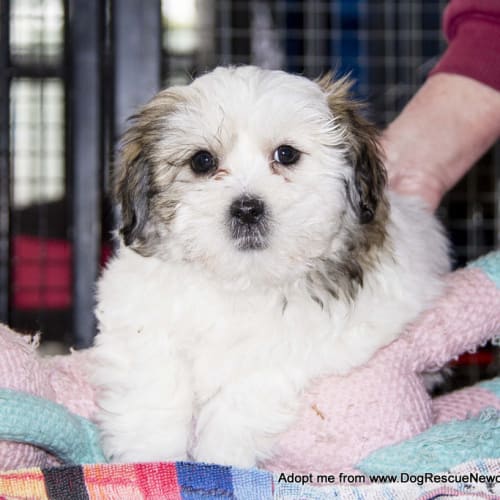 Lottie ~ Maltese x Shih Tzu puppy  (Trial 13/7/16)
