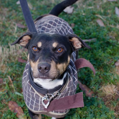 Milo