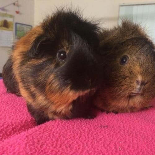 Molly and Gemma