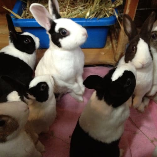 Angelina's bunch