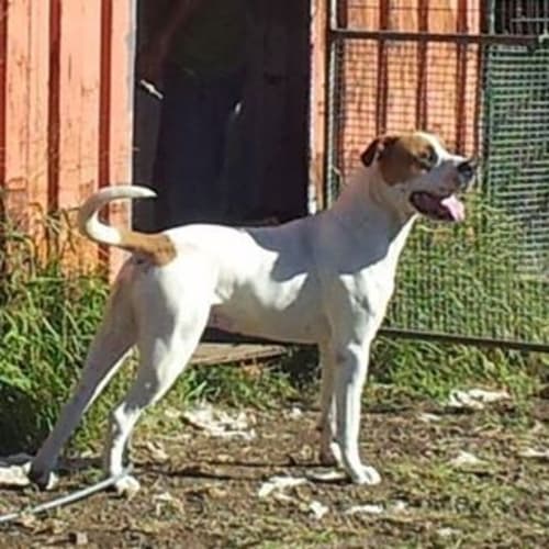 Sarge (adoption pending)